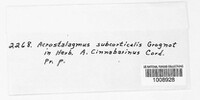 Acrostalagmus subcorticalis image